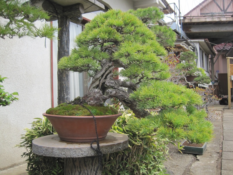 Bonsai Trip To Japan, April 2012 Img_0045