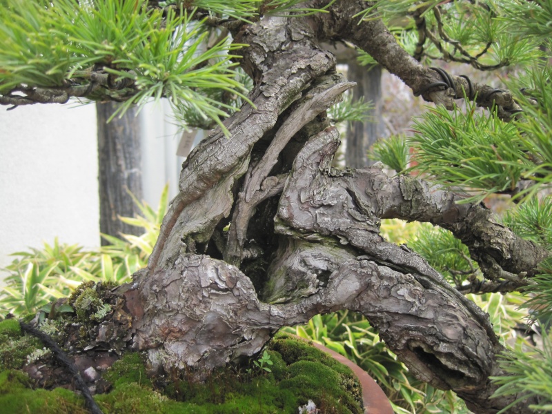 Bonsai Trip To Japan, April 2012 Img_0046