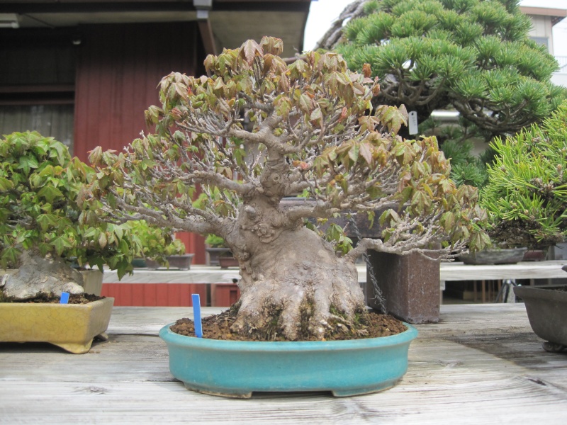 Bonsai Trip To Japan, April 2012 Img_0073