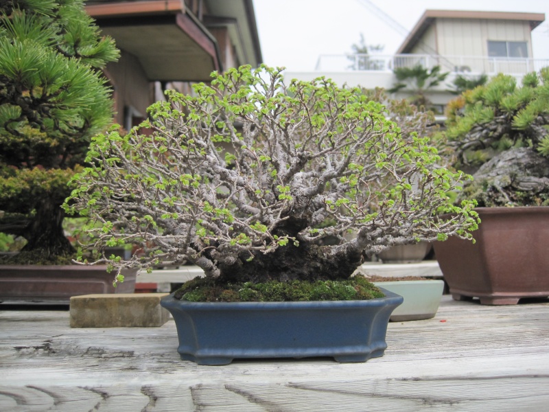 Bonsai Trip To Japan, April 2012 Img_0078