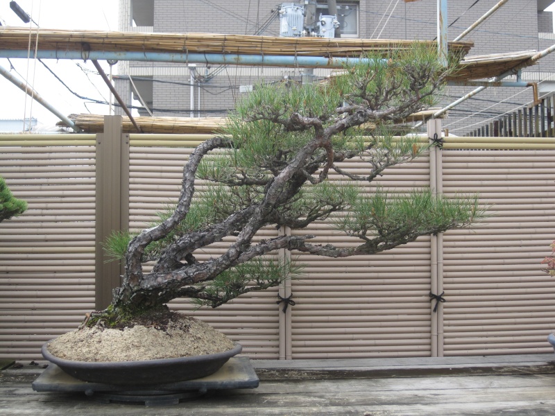 Bonsai Trip To Japan, April 2012 Img_0415