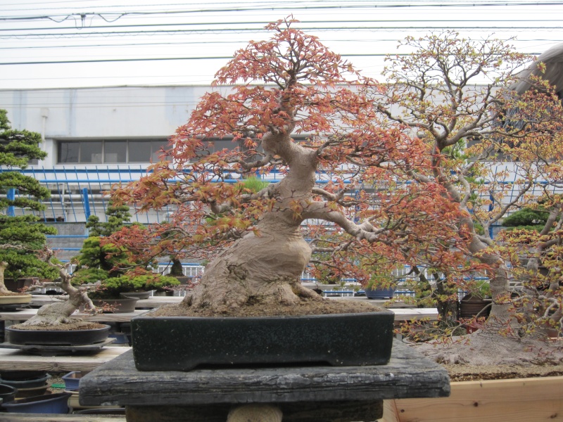 Bonsai Trip To Japan, April 2012 Img_0418