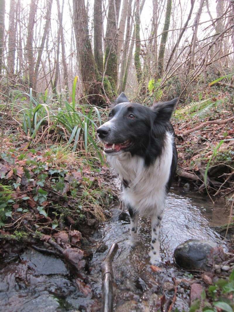 Hänsel, Border Collie dit Hans <3 - Page 22 Img_1632