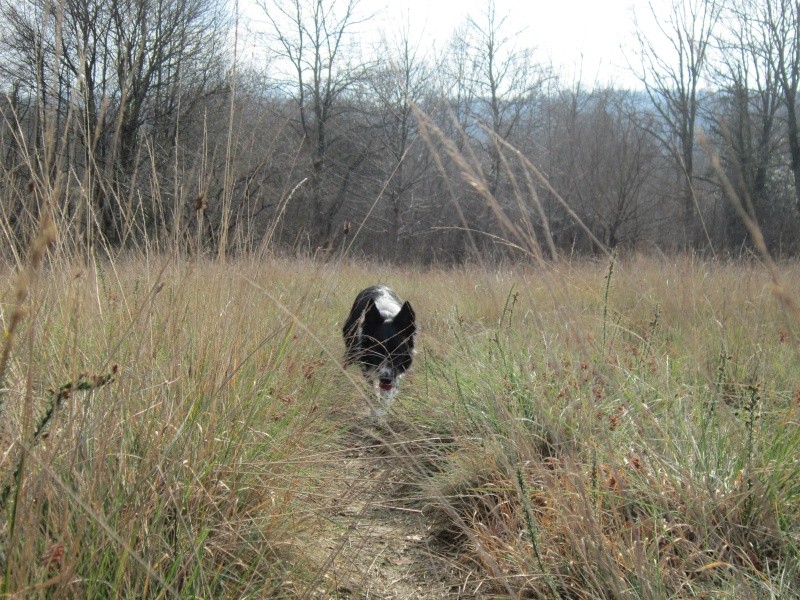 Hänsel, Border Collie dit Hans <3 - Page 22 Img_1633