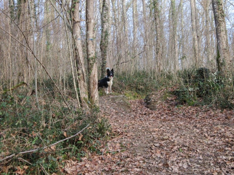 Hänsel, Border Collie dit Hans <3 - Page 23 Img_1725