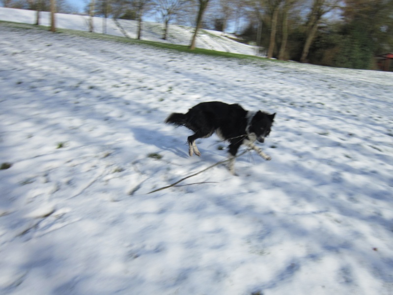 Hänsel, Border Collie dit Hans <3 - Page 24 Img_1826