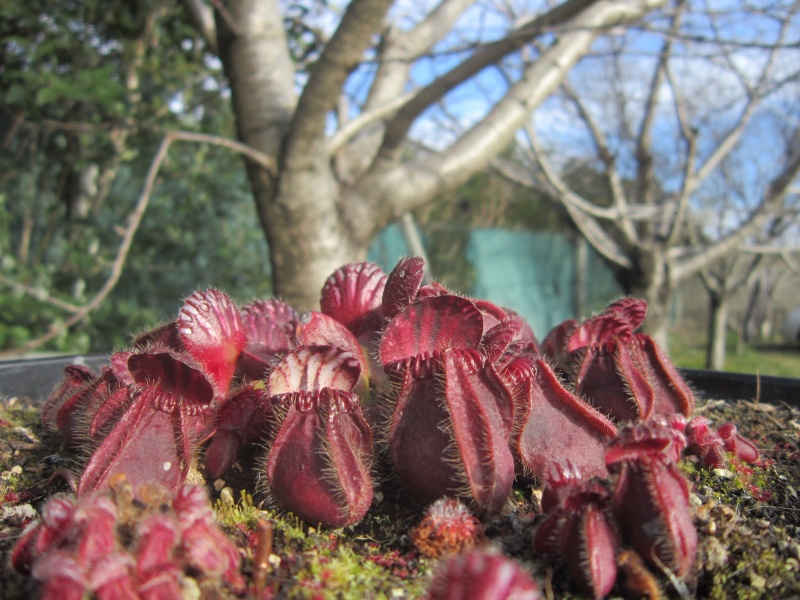 les plantes du sud....(PARTIE 2) Img_0116