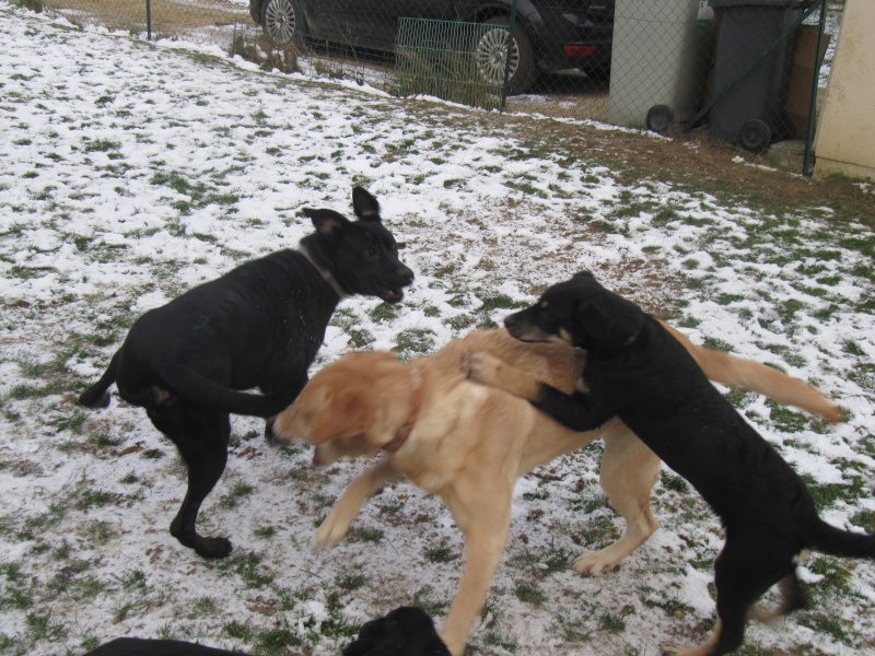 SCOOBY Labrador mâle sable 2 ans dpt 60 EN FA - Page 3 Img_5210