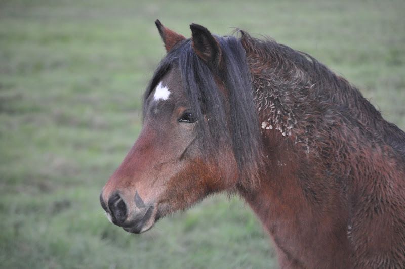 VDS OU CONFIE PONETTE WELSH A 2ans en 2013 Dsc_0111