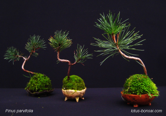 Pines from seeds Pin-bl14