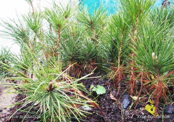 Pines from seeds Pine-p26