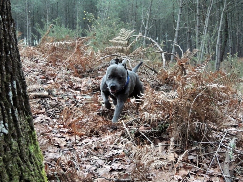 Gandhi en forêt (40) 01/02/2013 Dscn3013