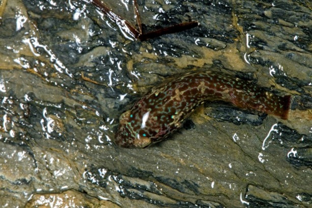 [Apletodon dentatus & Symphodus melops] poissons de la baie de Douarnenez Apleto10