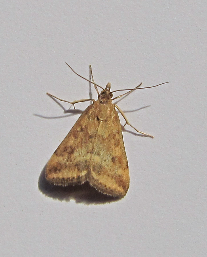 micros à Kerharo : Epinotia thapsiana, Pyrausta despicata Avsp1b10