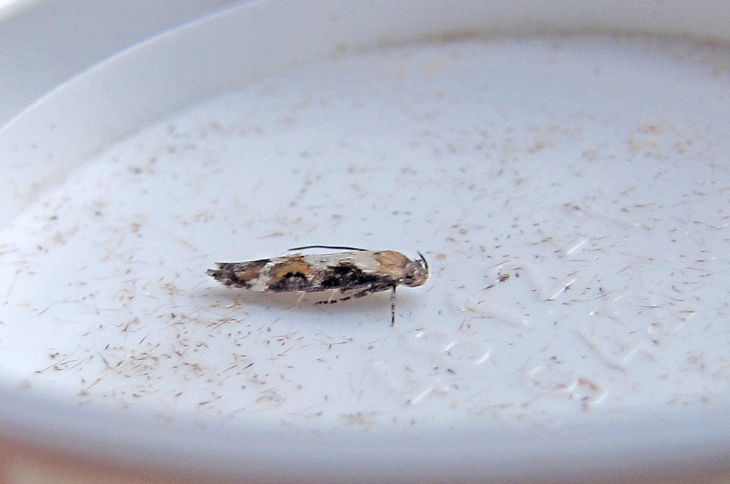Gelechidae ? G_1_ja10