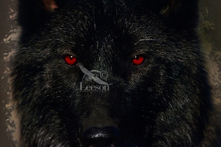 || Raven -| Wolf of the Shadows || Rave_s11