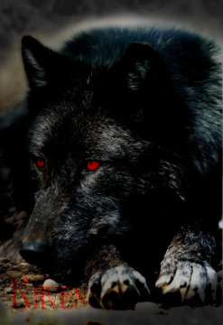 || Raven -| Wolf of the Shadows || Raven_10