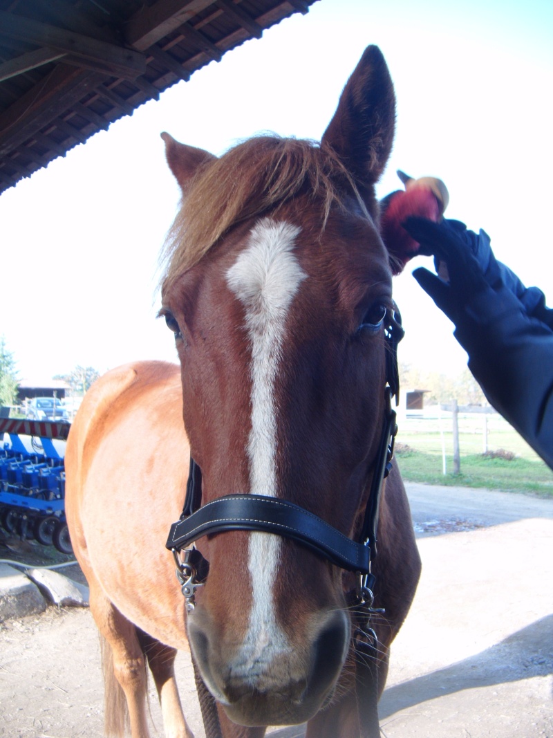 Fred38 : Un cavalier sur le tard Dscf1310