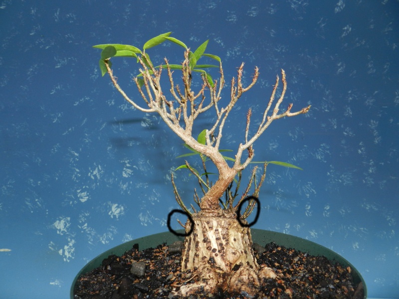 Sumo Shohin Willow Leaf Ficus - Page 2 0201210