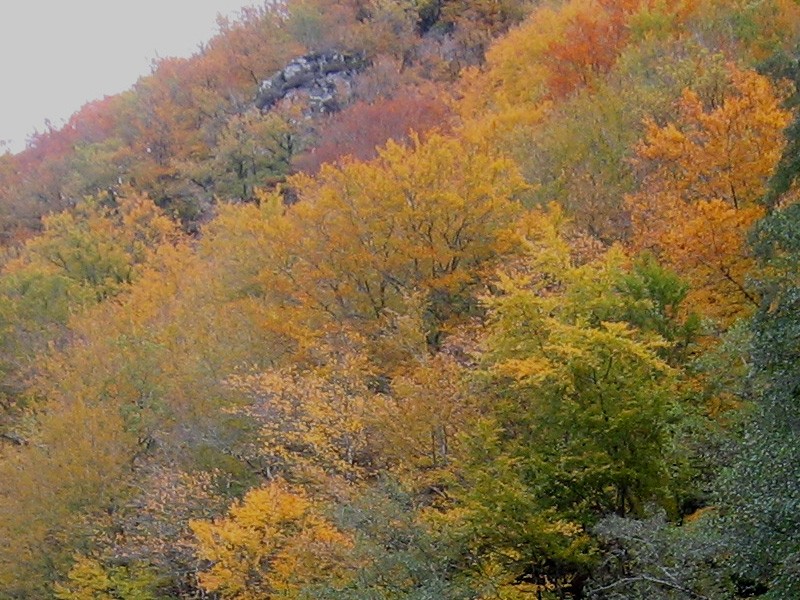 l'automne en pain d'épice Foret10