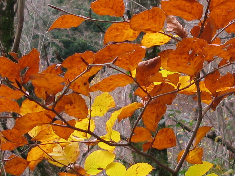 l'automne en pain d'épice Louis10