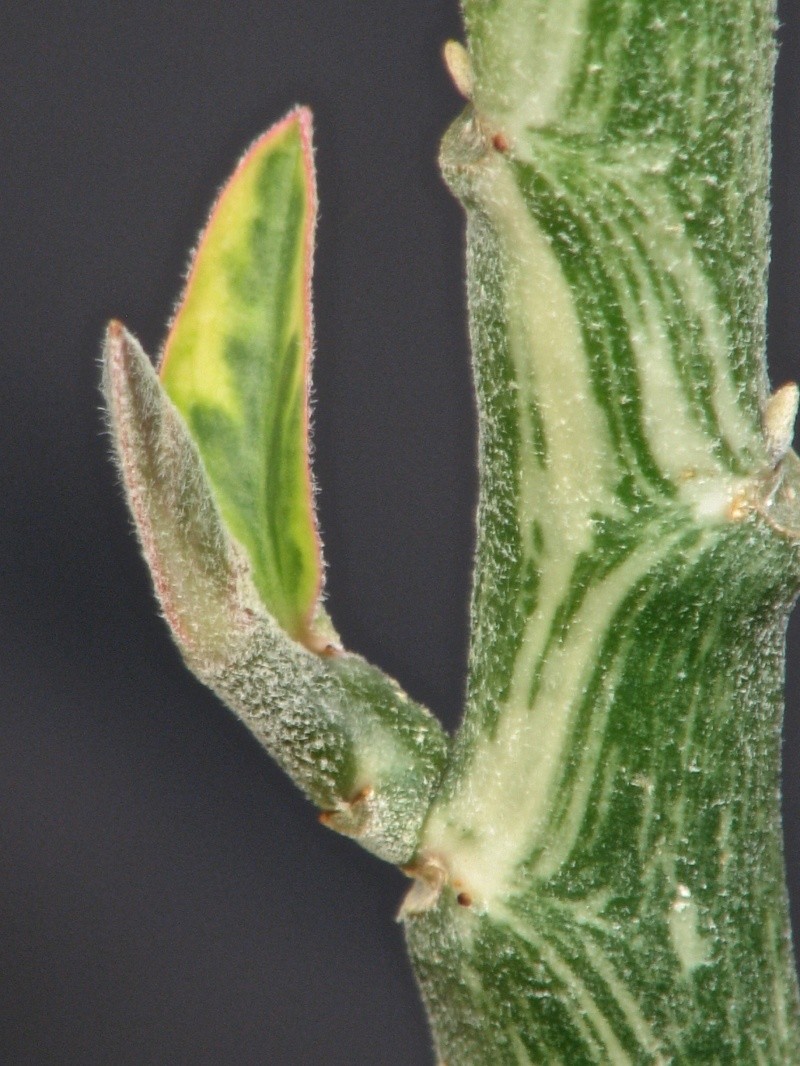 pedilanthus tithymaloides care pedilanthus tithymaloides care