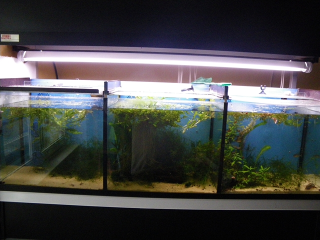 Installation de ma fishroom dans le salon - Page 3 Batter11