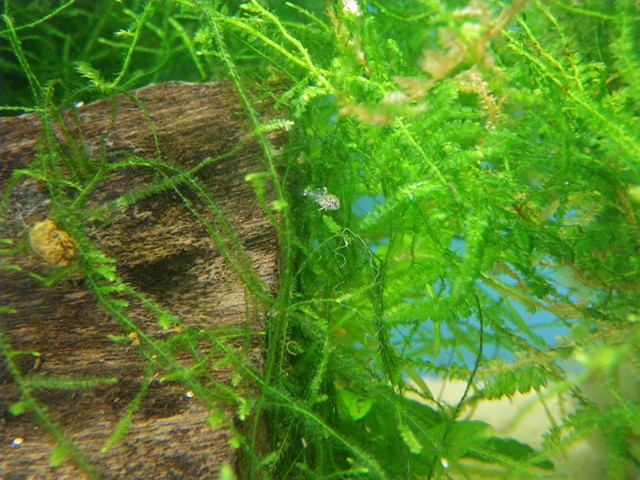 Installation de ma fishroom dans le salon - Page 3 Batter14