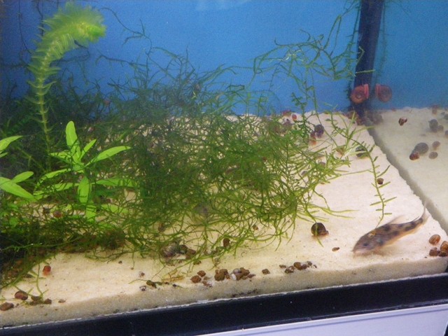 Installation de ma fishroom dans le salon - Page 3 Batter15
