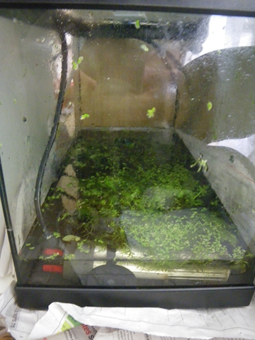 Installation de ma fishroom dans le salon - Page 3 Repro_11
