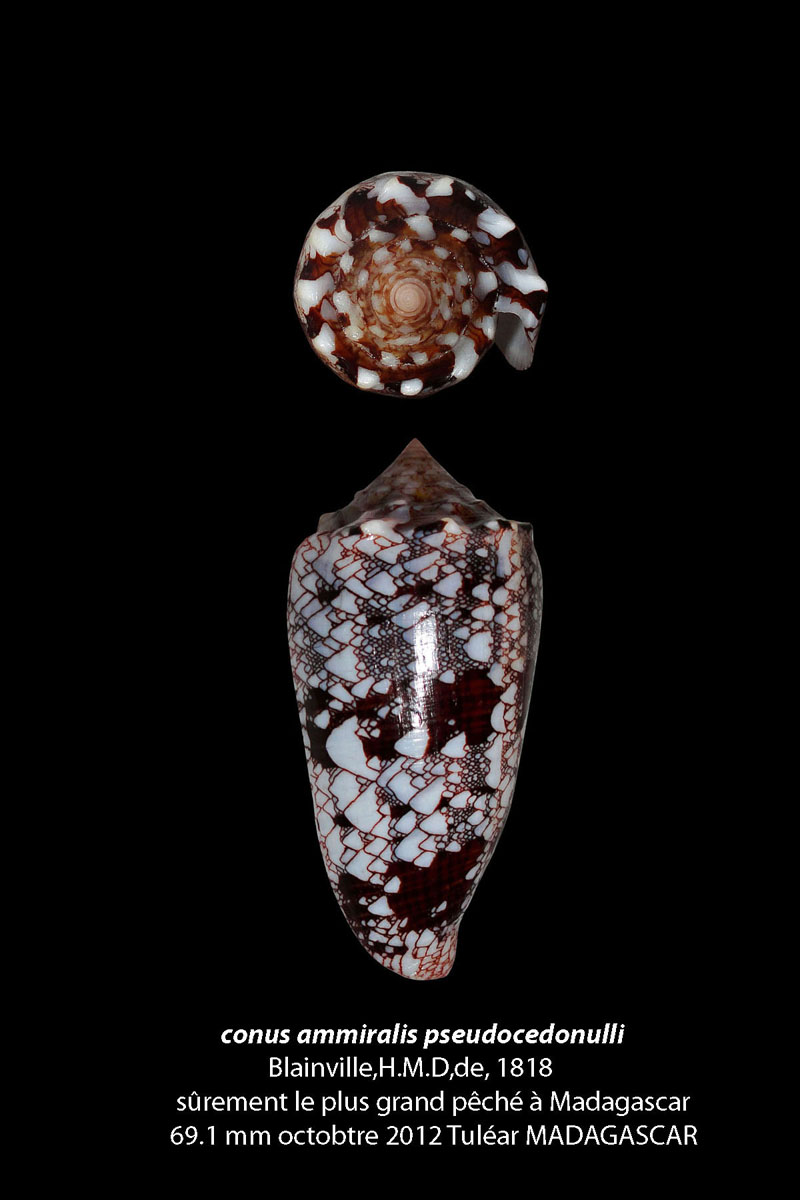 Conus (Cylinder) pseudocedonulli Blainville, 1818 Conus_10