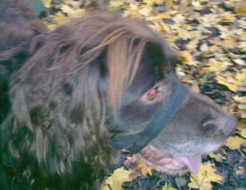 Denzel - Working Cocker Spaniel, Dog (5 Years)  - Page 3 Image013