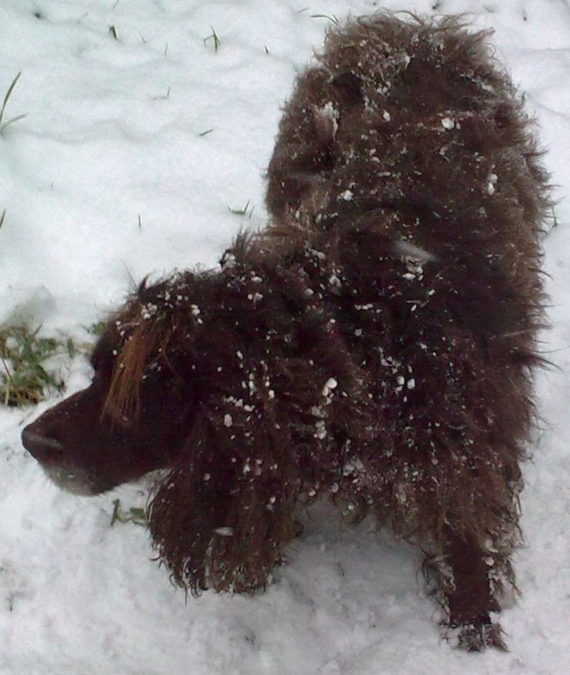 Denzel - Working Cocker Spaniel, Dog (5 Years)  - Page 3 Image018