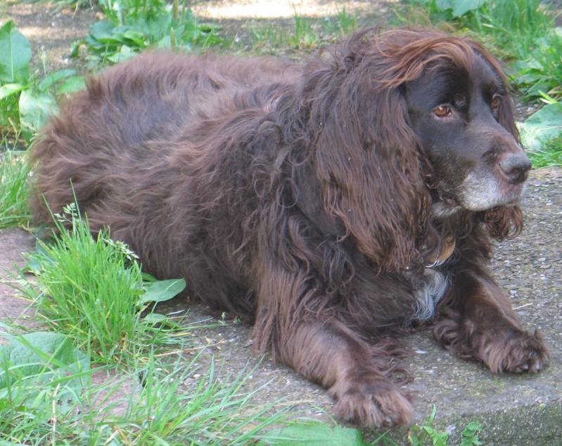 Denzel - Working Cocker Spaniel, Dog (5 Years)  - Page 3 Img_6611