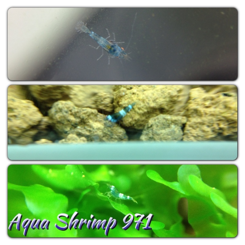 Mes petites crecre Aqua9719