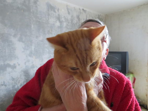 Gros SOS pour 23 chats faméliques en souffrance (Montpellier, 34) - Page 3 1_mont11