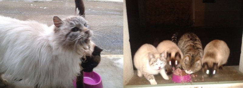 SOS ! 6 chats dont typés siam abandonnés. Besoin d'aide !! (Aude, 11) Sarah_10