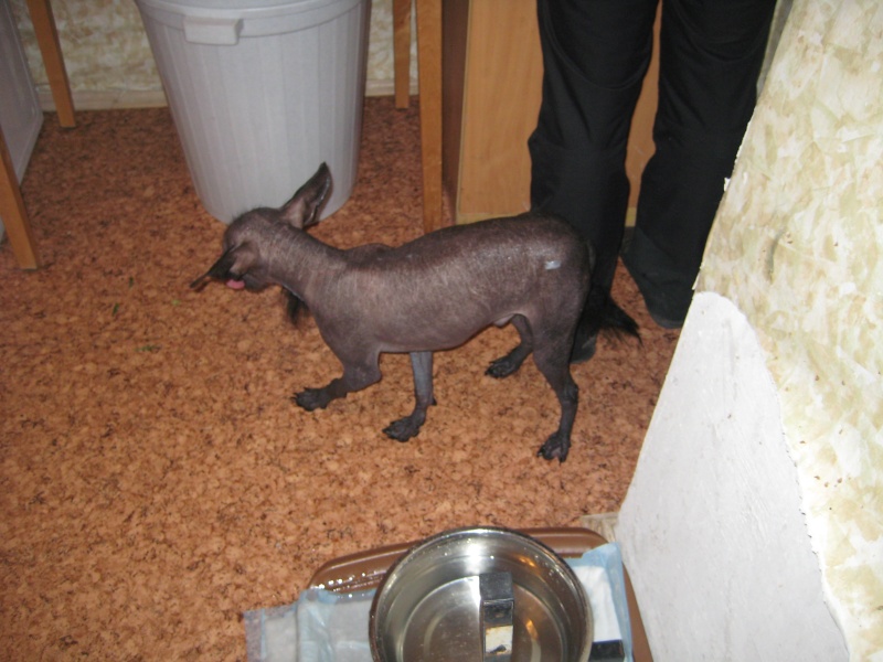Отдается кобель голой мексиканской собаки, любимая порода Фриды Кало)  Ddudnd10