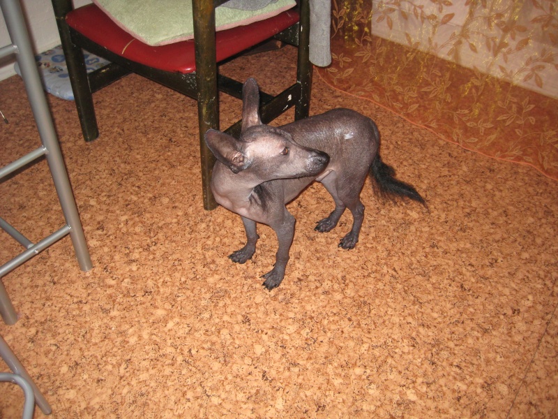Отдается кобель голой мексиканской собаки, любимая порода Фриды Кало)  Ddudnd11