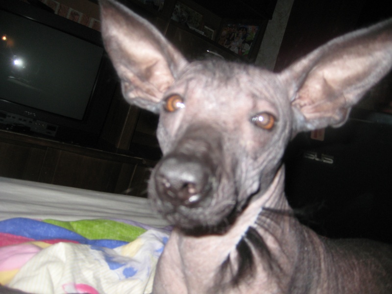 Отдается кобель голой мексиканской собаки, любимая порода Фриды Кало)  Ddudnd17