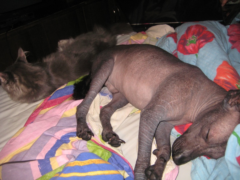 Отдается кобель голой мексиканской собаки, любимая порода Фриды Кало)  Ddudnd18