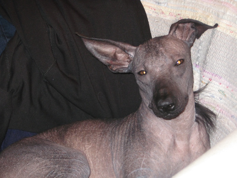 Отдается кобель голой мексиканской собаки, любимая порода Фриды Кало)  Ndudnn13