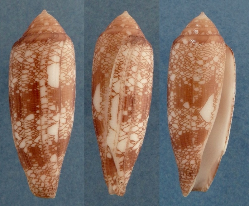Conus (Darioconus) auricomus Hwass in Bruguière, 1792 Aurico10