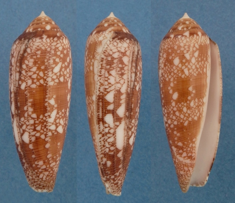 Conus (Darioconus) auricomus Hwass in Bruguière, 1792 Aurico11
