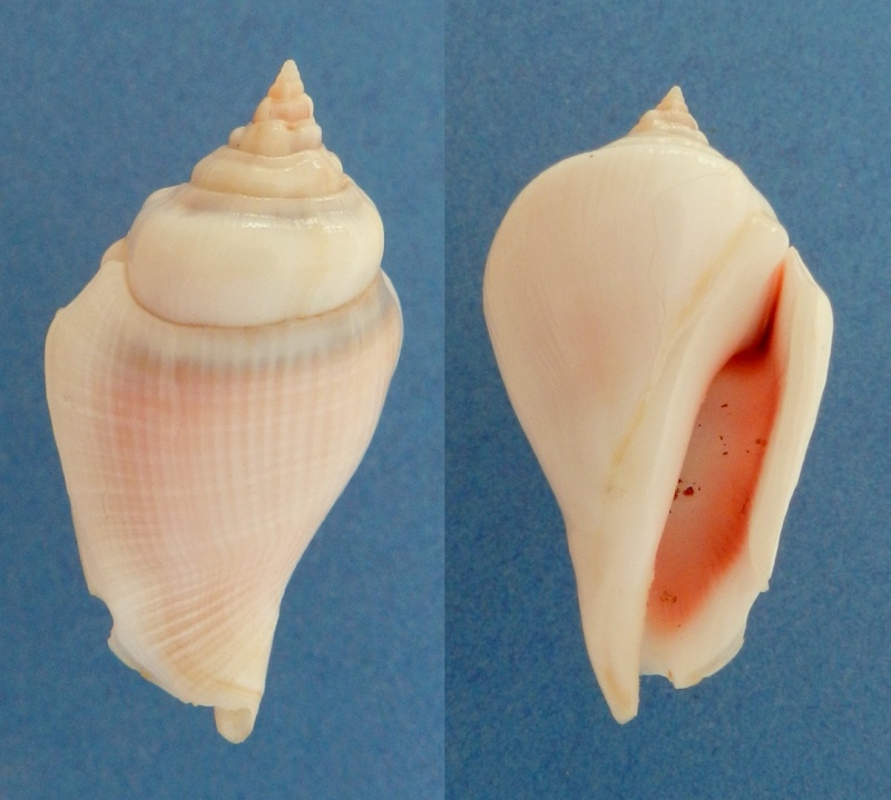 Gibberulus gibberulus gibberulus - (Linnaeus, 1758) St_gib13
