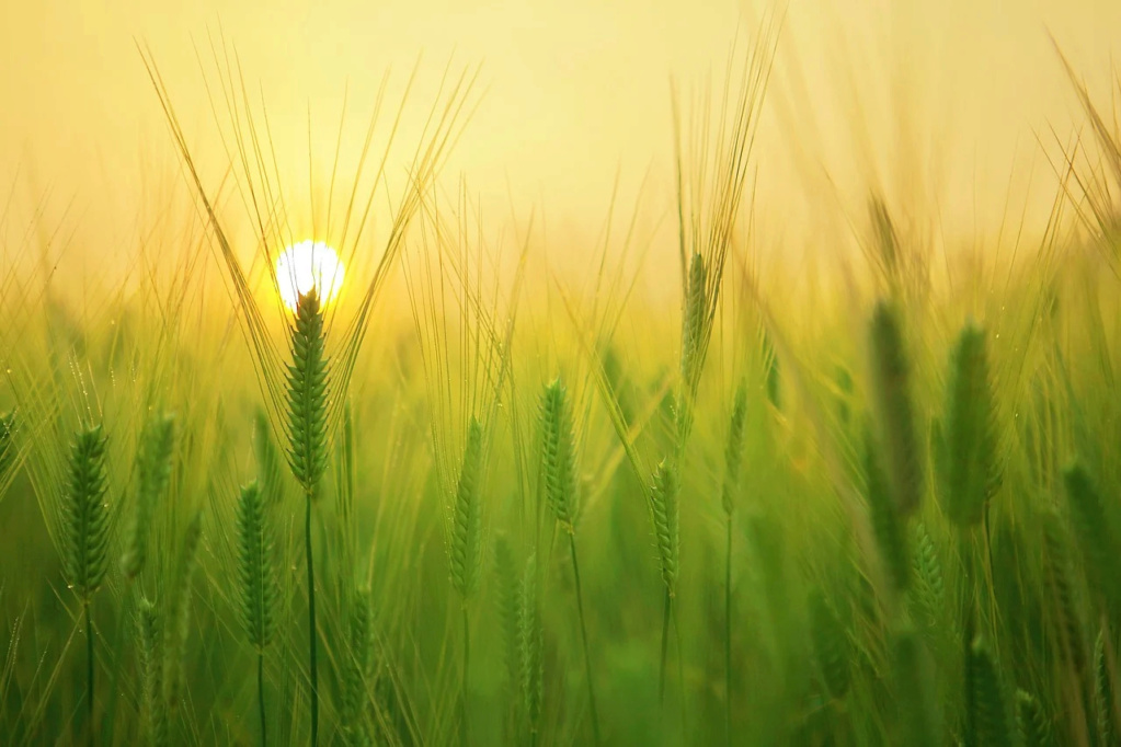 Les animaux sont égaux à nous ainsi que les végétaux  Barley10