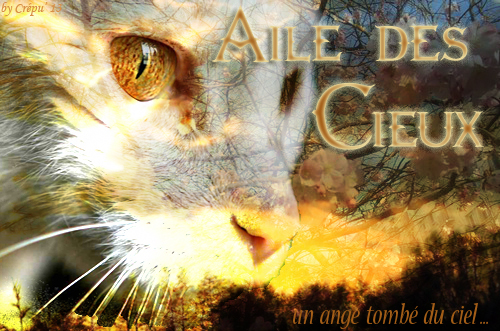 Aile des Cieux. || Guerrière du Clan du Vent. || Libre. Signa_14