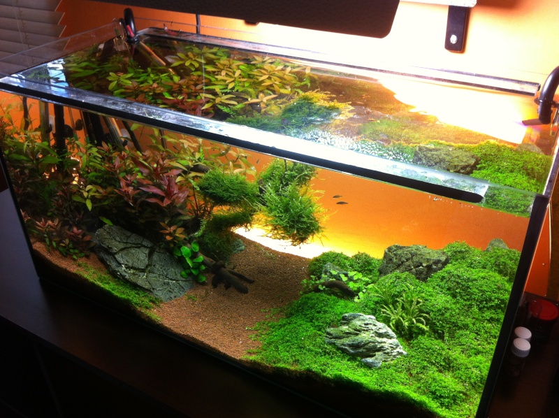 80x35x40 Aquascape .:Coucher de Soleil:.   - Page 3 Img_1415