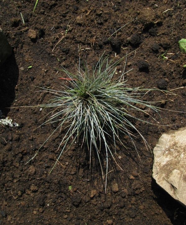 Festuca- fétuque - Page 2 Captur28