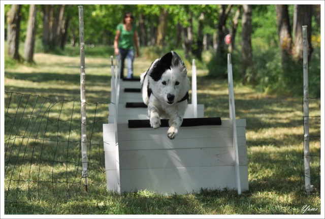 Quelle est votre race de chien préférée? - Page 2 123710